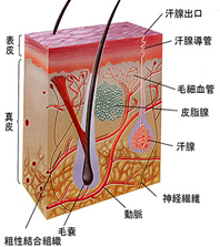 狐臭是怎样形成的 腋臭病因.jpg