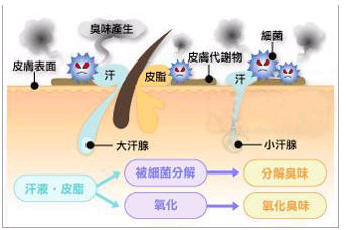 腋臭病因 腋臭病因.jpg